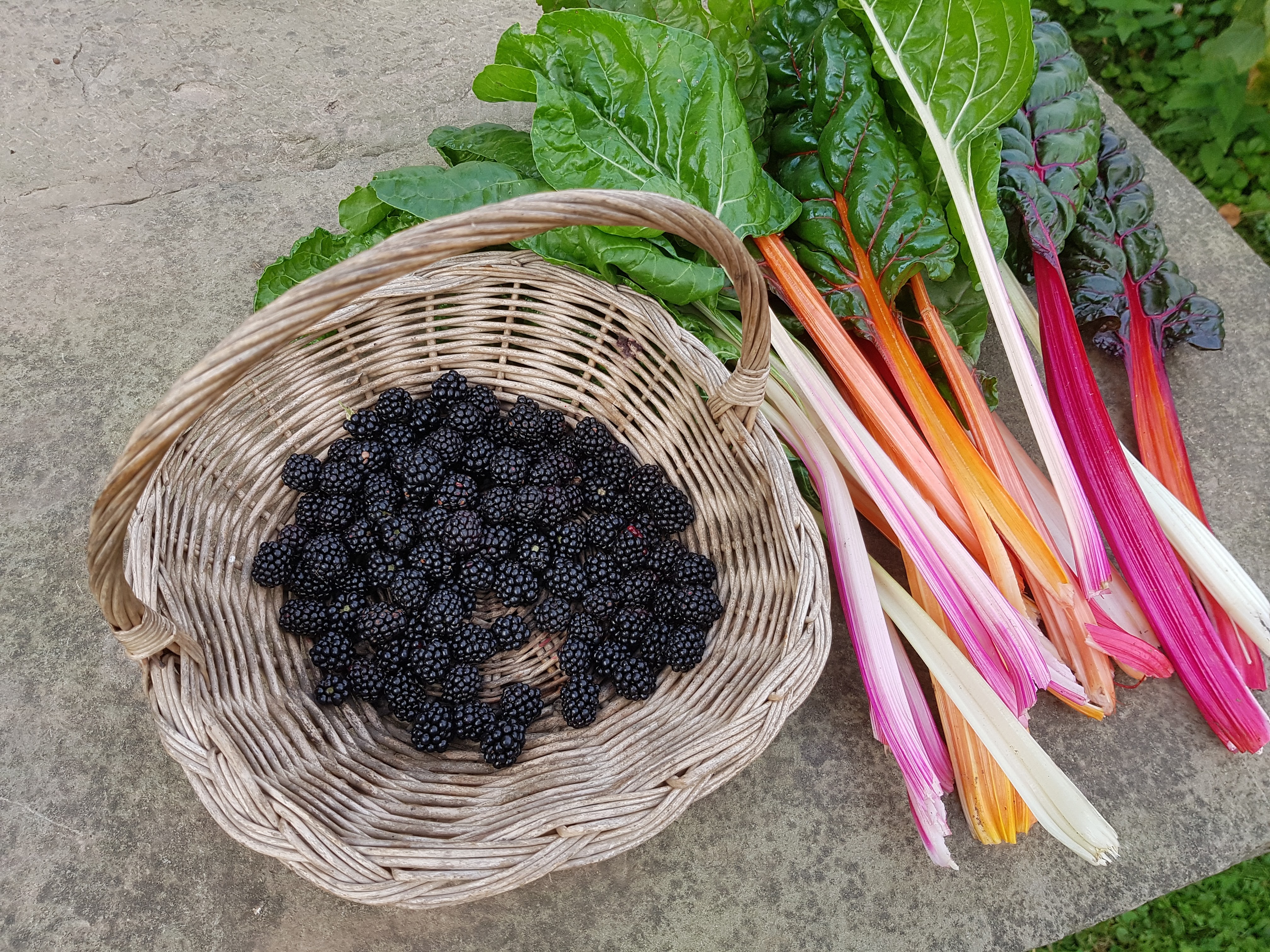 brombeeren-mangold brombeeren-mangold