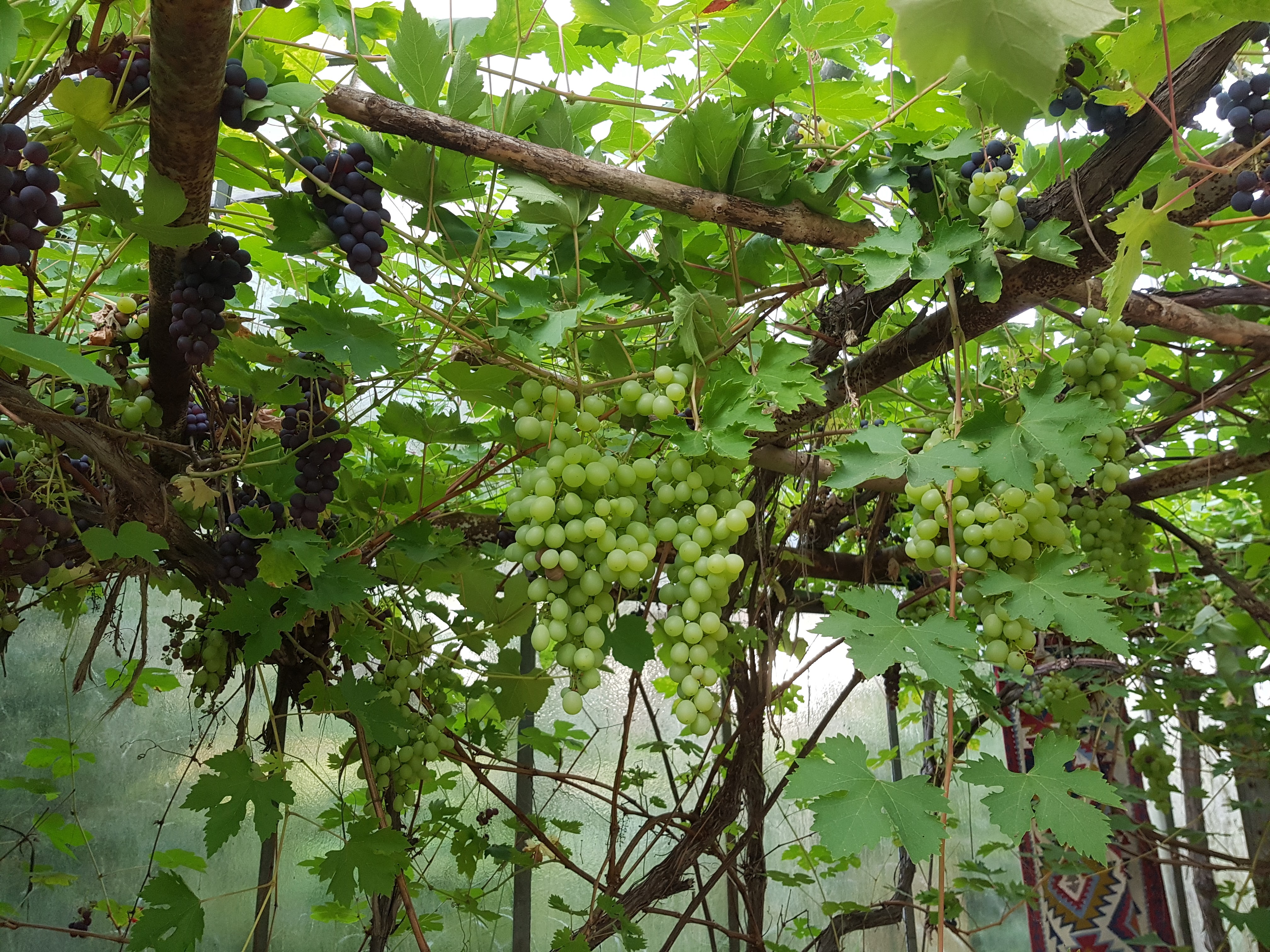 weintrauben weintrauben