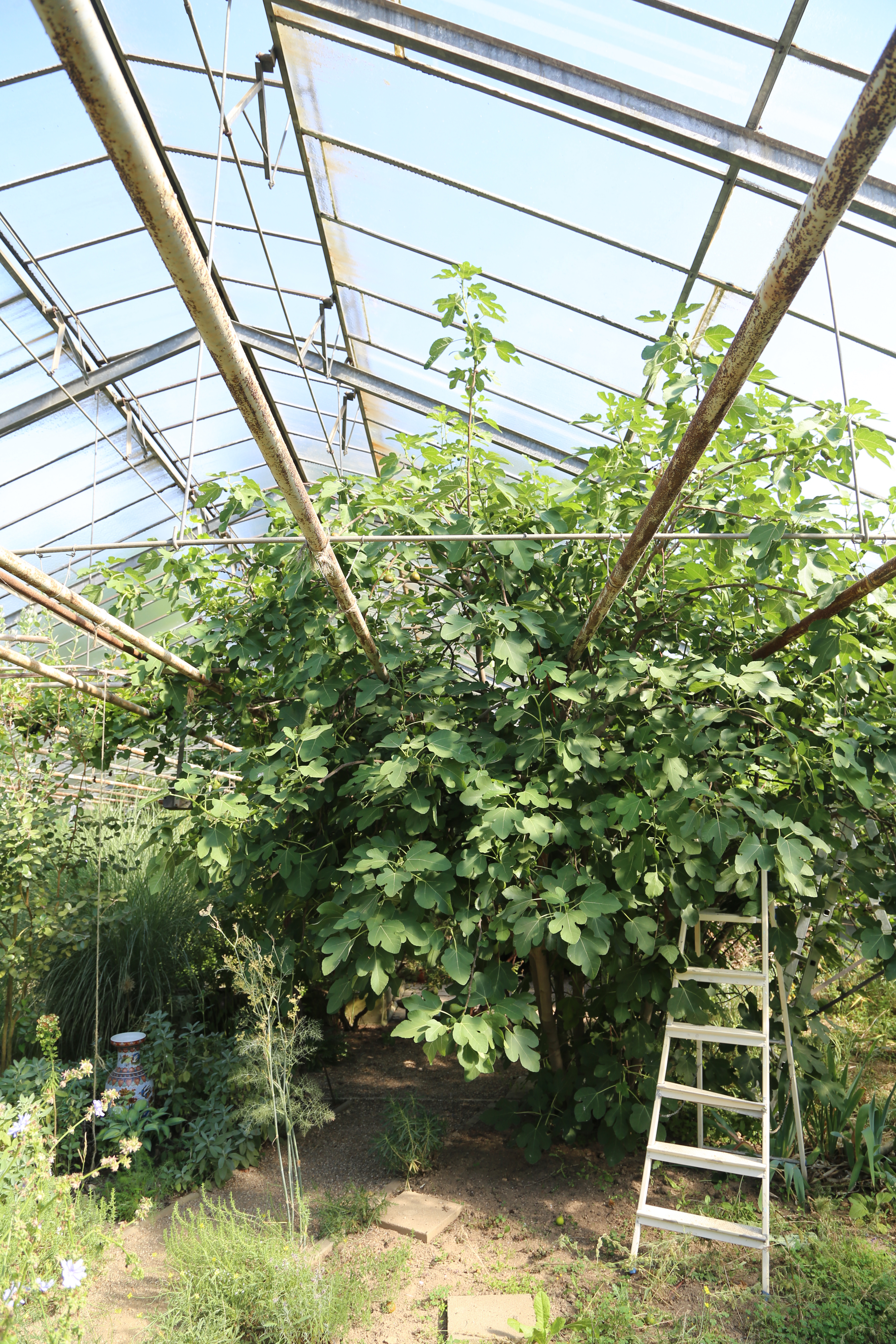 feigenbaum feigenbaum