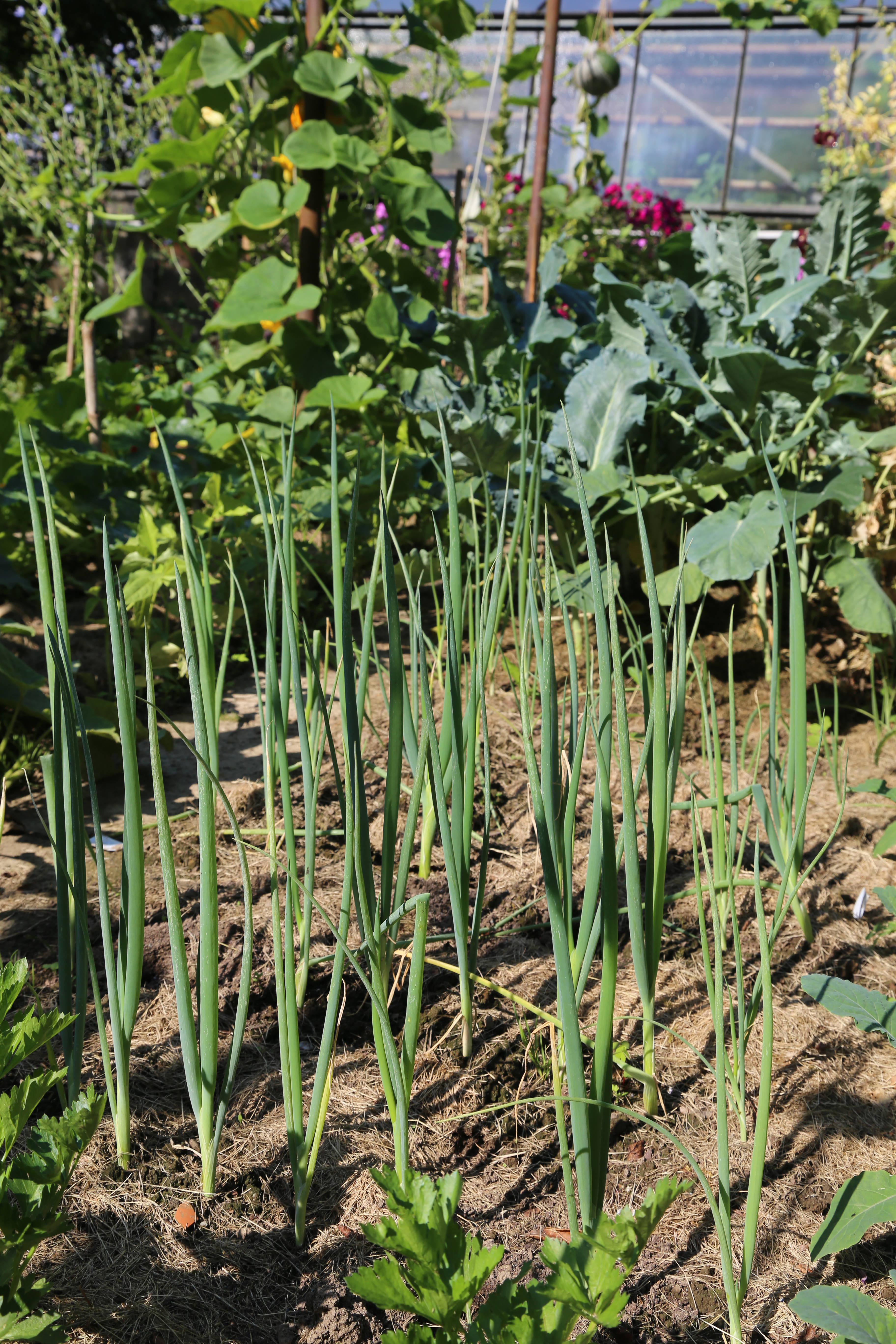 fru hlingszwiebeln fru hlingszwiebeln