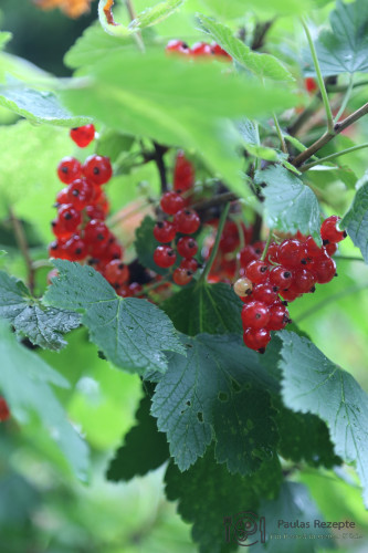 johannisbeeren