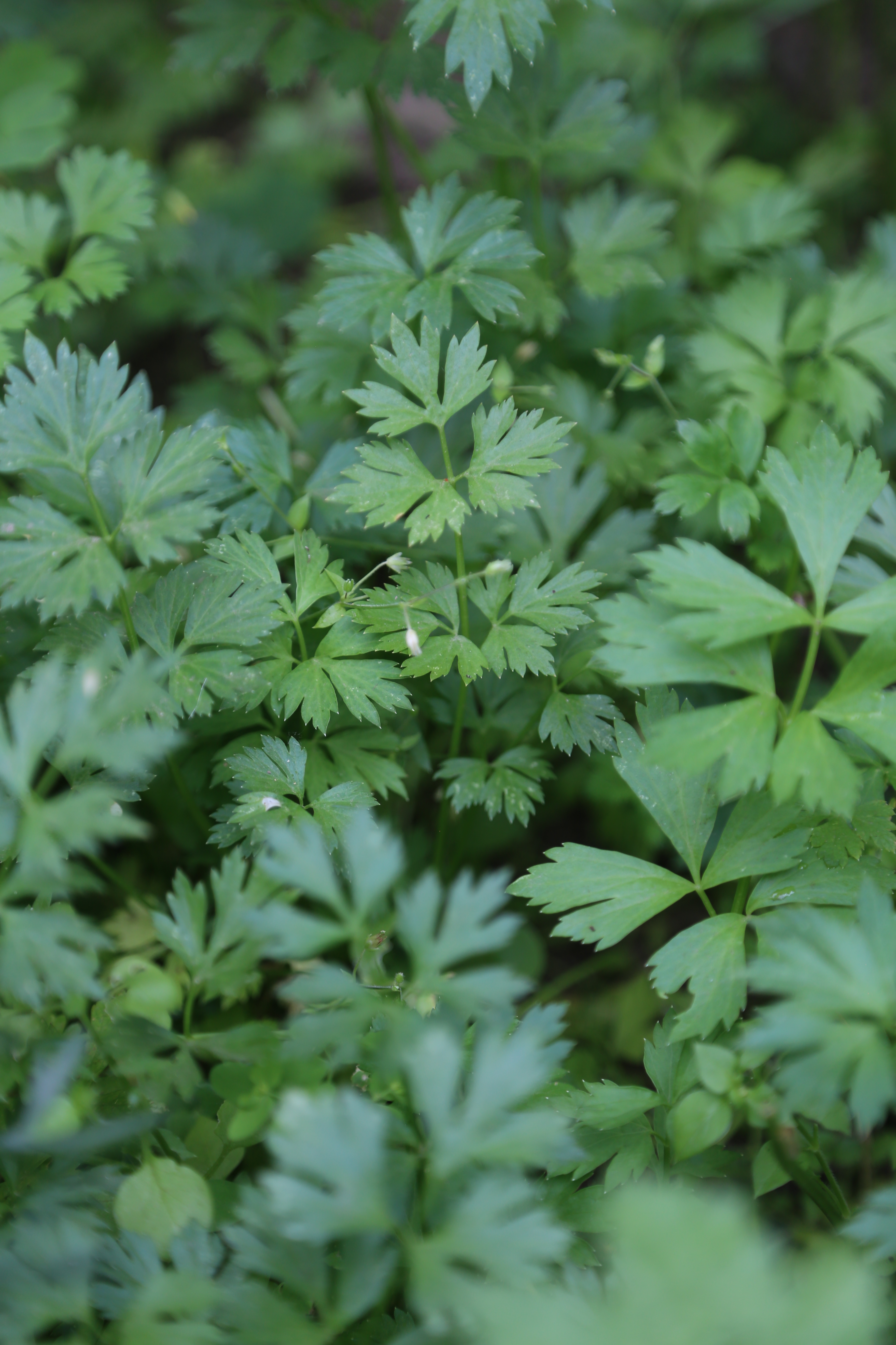 petersilie petersilie