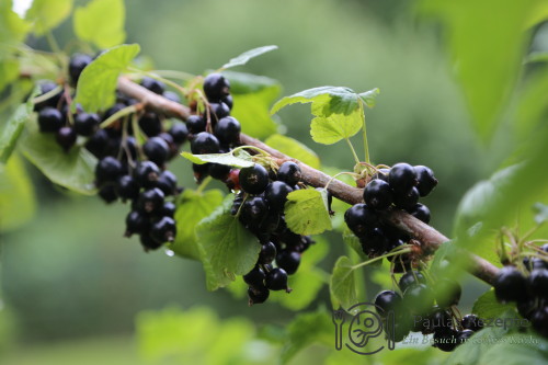 schwarze johannisbeeren