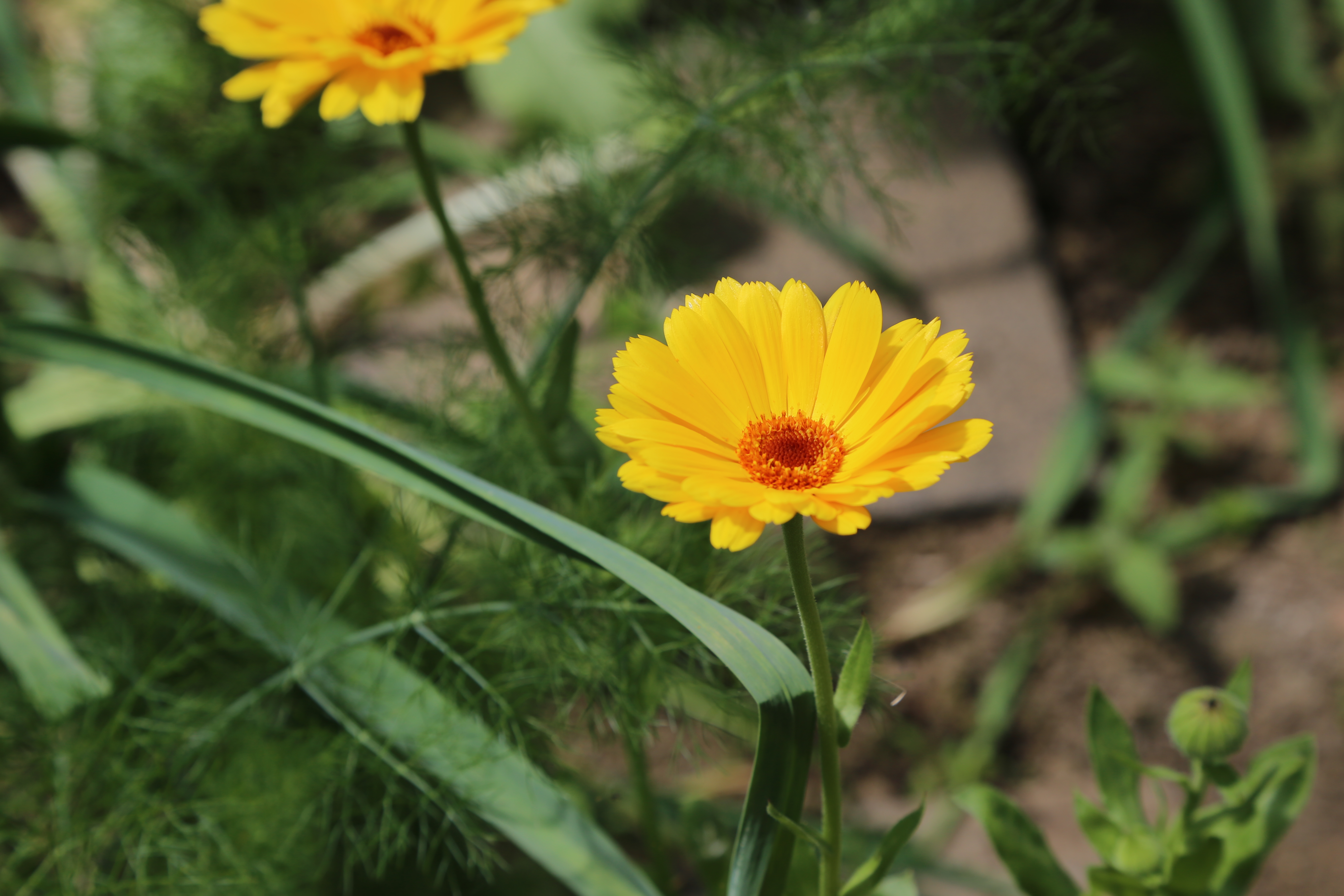 gewa chshaus5 gewa chshaus5