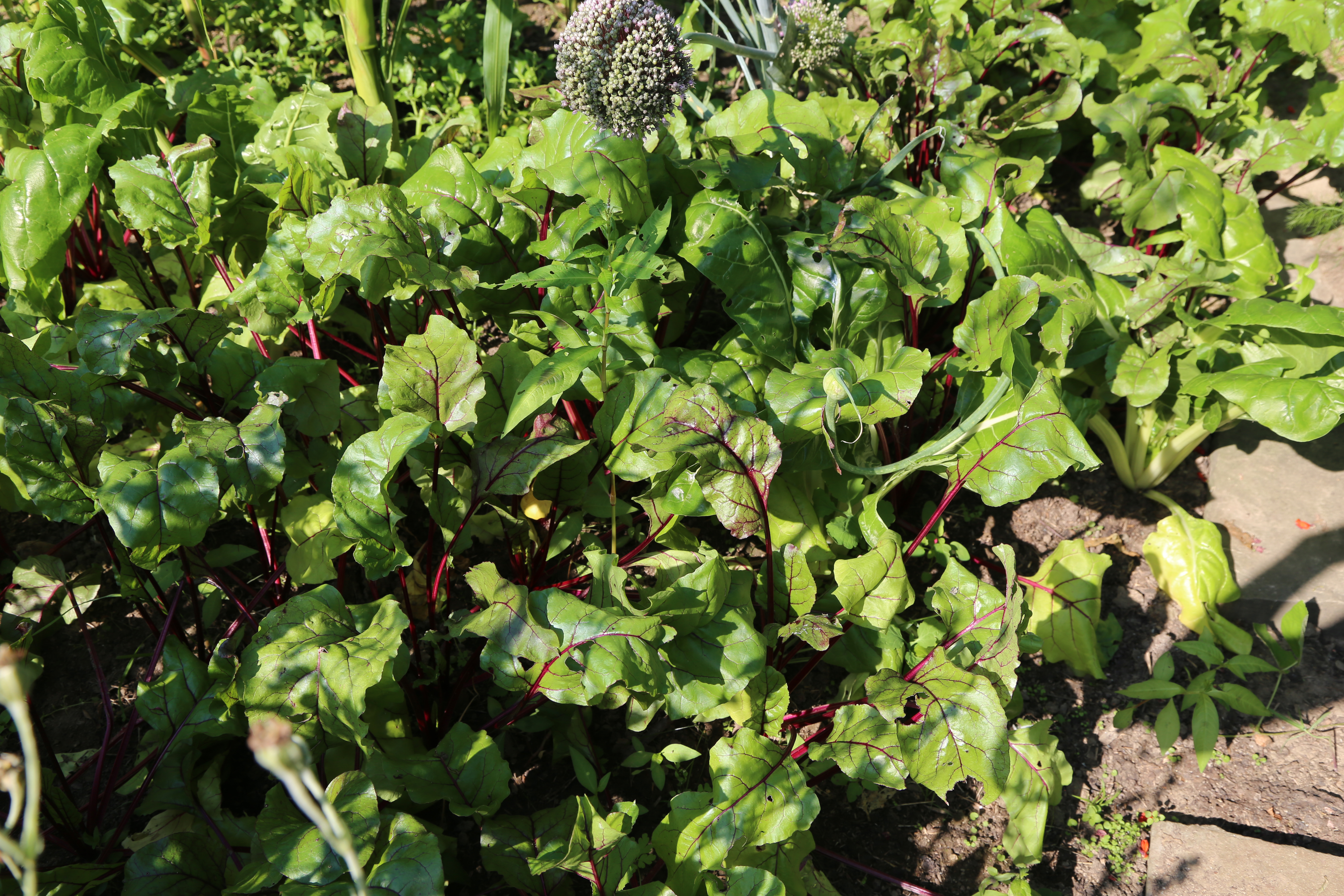 rote beete rote beete